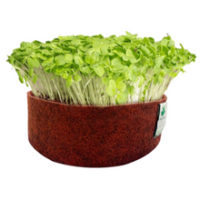 Load image into Gallery viewer, Sow and Grow Mustard Microgreen Seeds- 200 Grams | Best Germination Rate | Grow Your Own Super Salad
