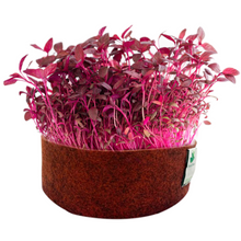 Load image into Gallery viewer, Sow and Grow Red Amaranth/Lal Saag Microgreen Seeds- 150 Grams | Best Germination Rate | Grow Your Own Super Greens
