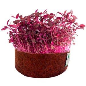 Sow and Grow Red Amaranth/Lal Saag Microgreen Seeds- 150 Grams | Best Germination Rate | Grow Your Own Super Greens