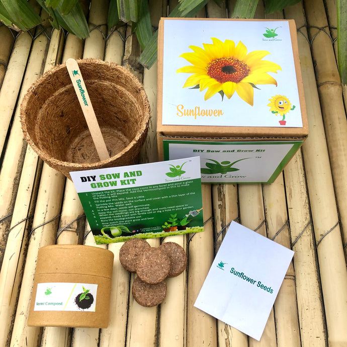 Sow and Grow DIY Gardening Kit of Sunflower: Best Suited for 25-40 degrees temperatures