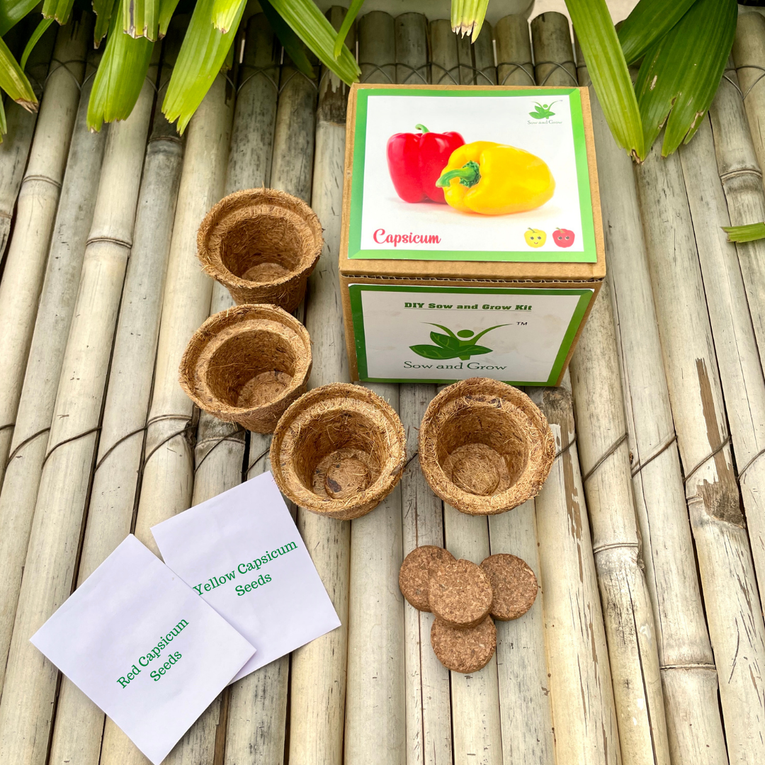Sow and Grow DIY Gardening Seed Starter Grow Kit of Red and Yellow Capsicum (Grow it Yourself Vegetable Kit)
