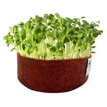 Load image into Gallery viewer, Sow and Grow Sunflower Microgreen Seeds- 200 Grams | Best Germination Rate | Grow Your Own Super Salad
