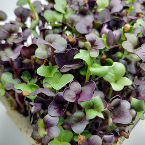 Microgreens Grow Kit: Radish Purple Sango 20 grams || Easy to Use Kit for Beginner Gardeners
