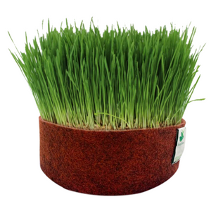 Sow and Grow Wheatgrass Microgreens Seeds- 600 Grams | Best Germination Rate | Grow Your Own Super Greens