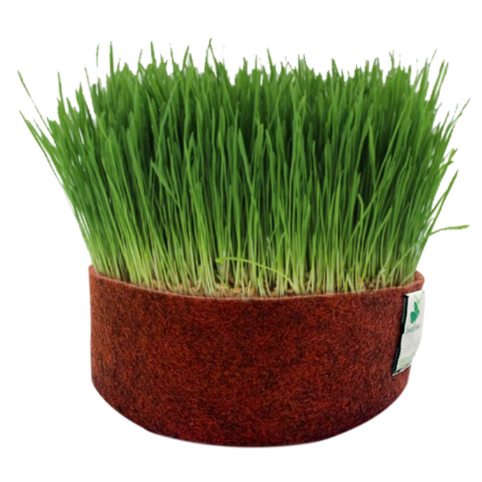 Sow and Grow Wheatgrass Microgreens Seeds- 600 Grams | Best Germination Rate | Grow Your Own Super Greens