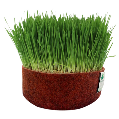 Microgreens Grow Kit: Wheatgrass 100 grams || Easy to Use Kit for Beginner Gardeners