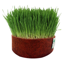 Load image into Gallery viewer, Microgreens Grow Kit: Wheatgrass 100 grams || Easy to Use Kit for Beginner Gardeners
