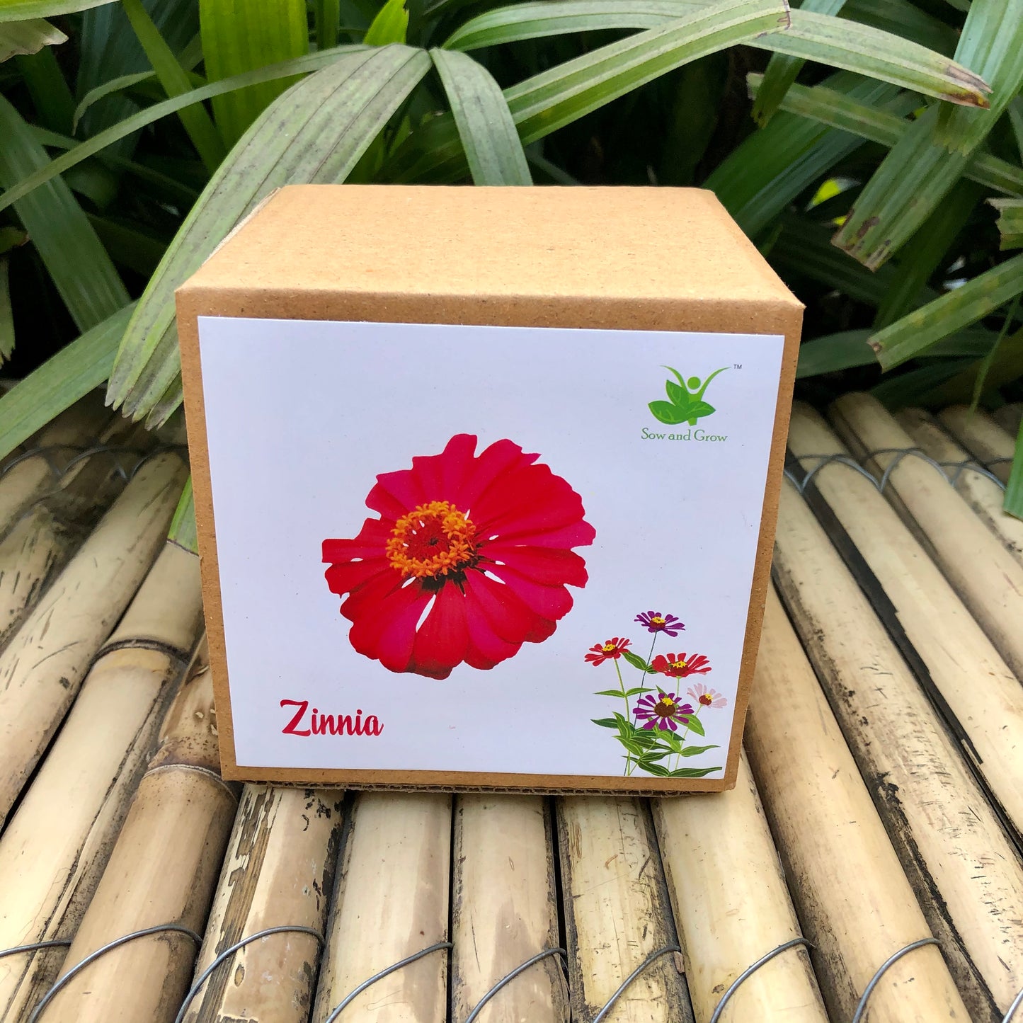 Sow and Grow DIY Gardening Kit of Zinnia Flowers | Best suited for 25-40 degrees temperatures