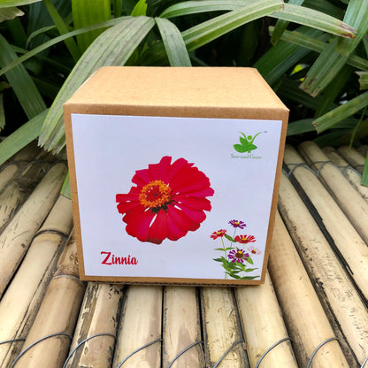 Sow and Grow DIY Gardening Kit of Zinnia Flowers | Best suited for 25-40 degrees temperatures