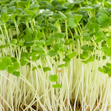 Load image into Gallery viewer, Microgreens Grow Kit: Rocket Arugula 20 grams || Easy to Use Kit for Beginner Gardeners
