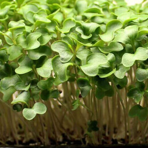 Microgreens Grow Kit: Cauliflower 20 grams || Easy to Use Kit for Beginner Gardeners