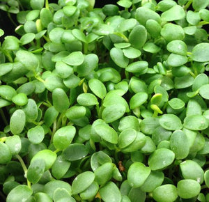 Microgreens Grow Kit: Clover 20 grams || Easy to Use Kit for Beginner Gardeners