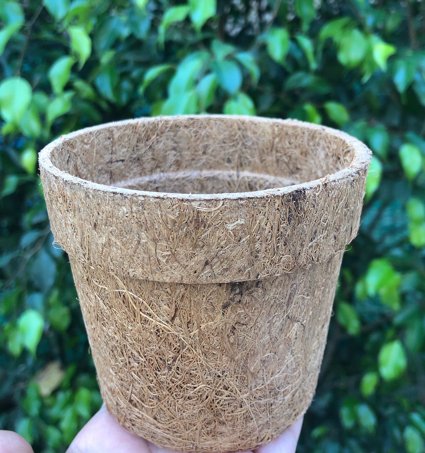Sow and Grow DIY Gardening Kit of Vinca Flowers