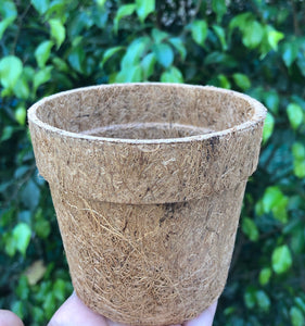 Sow and Grow DIY Gardening Kit of Moringa/ Drumstick | Grow it Yourself Seed Starter Grow Kit of Medicinal Plants for Beginner Gardeners