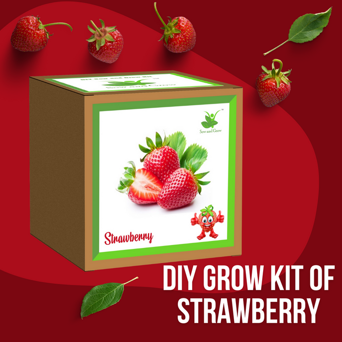 Winter Special: Strawberry DIY Gardening Kit  | Grow Strawberries in Pots