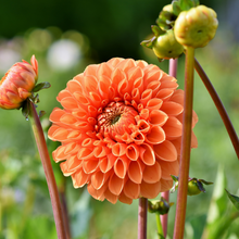 Load image into Gallery viewer, DIY Gardening 6 Winter Flower Kits Combo | Chrysanthemum + Petunia + Verbena + Ice Plant + Aster + Dahlia

