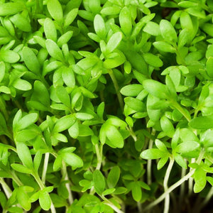 Microgreens Grow Kit: Garden Cress 20 grams || Easy to Use Kit for Beginner Gardeners