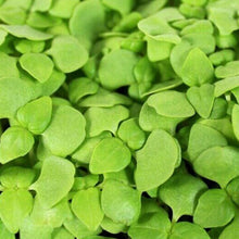 Load image into Gallery viewer, Microgreens Grow Kit: Lemon Basil 20 grams || Easy to Use Kit for Beginner Gardeners
