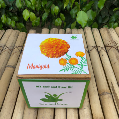 Sow and Grow DIY Gardening Grow Kit of Marigold (Grow it Yourself Flower Kit)