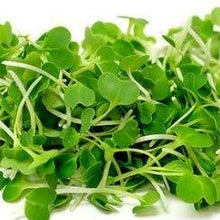 Load image into Gallery viewer, Microgreens Grow Kit: Pak Choi 25 grams || Easy to Use Kit for Beginner Gardeners
