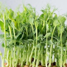 Load image into Gallery viewer, Microgreens Grow Kit: Pea Shoots 50 grams || Easy to Use Kit for Beginner Gardeners
