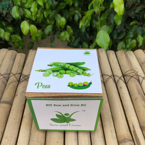 Sow and Grow DIY Gardening Kit of Peas /Matar (Grow it Yourself Vegetable Kit)