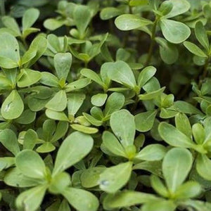 Microgreens Grow Kit: Purslane 20 grams || Easy to Use Kit for Beginner Gardeners