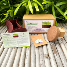 Load image into Gallery viewer, Microgreens Grow Kit: Radish Purple Sango 20 grams || Easy to Use Kit for Beginner Gardeners
