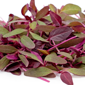 Microgreens Grow Kit: Red Amaranth 20 grams || Easy to Use Kit for Beginner Gardeners