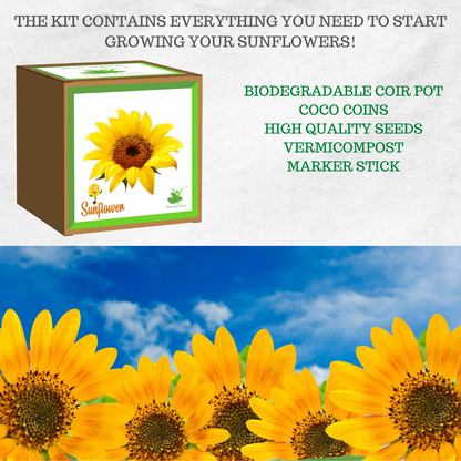 Sow and Grow DIY Gardening Kit of Sunflower: Best Suited for 25-40 degrees temperatures